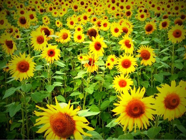l_800_601_57121CC5-1F3E-4433-A3DD-2787D5FE0E81.jpeg Sunflowers At The Eden Project