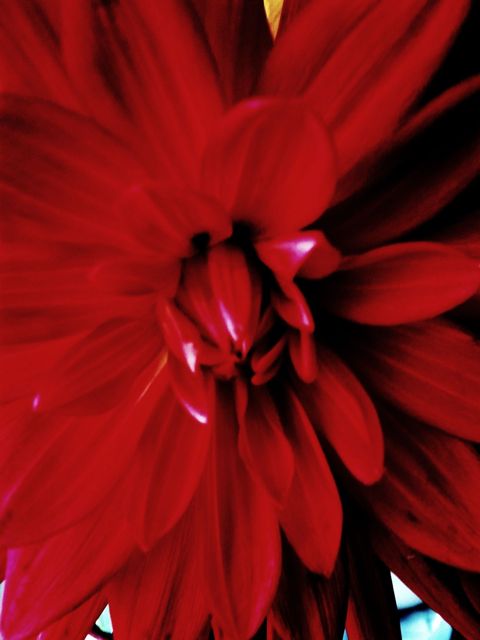 More Flowers... More Flowers...
