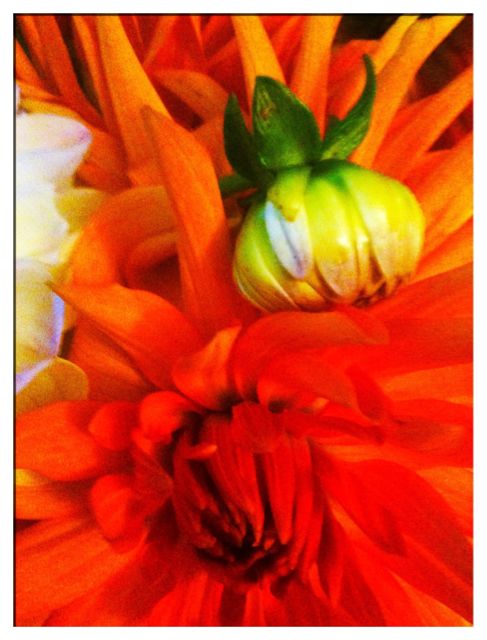Maybe i should buy some more flowers? Maybe i should buy some more flowers?