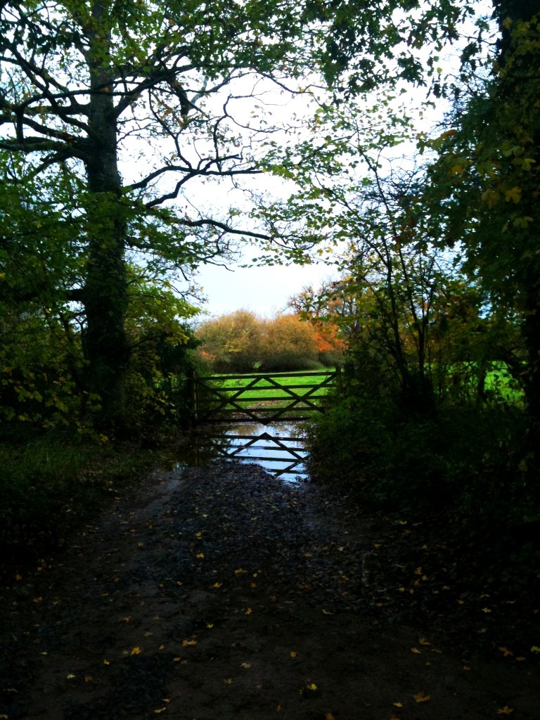 Taken near Stoke Cannon in Devon November14th 768x1024 #Devon Wondering