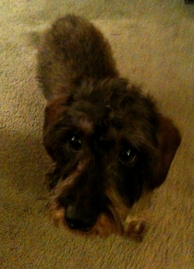 Meet Herbie...not the car...but a dog... He wants to say hello... December22nd 741x1024 Hello Herbie
