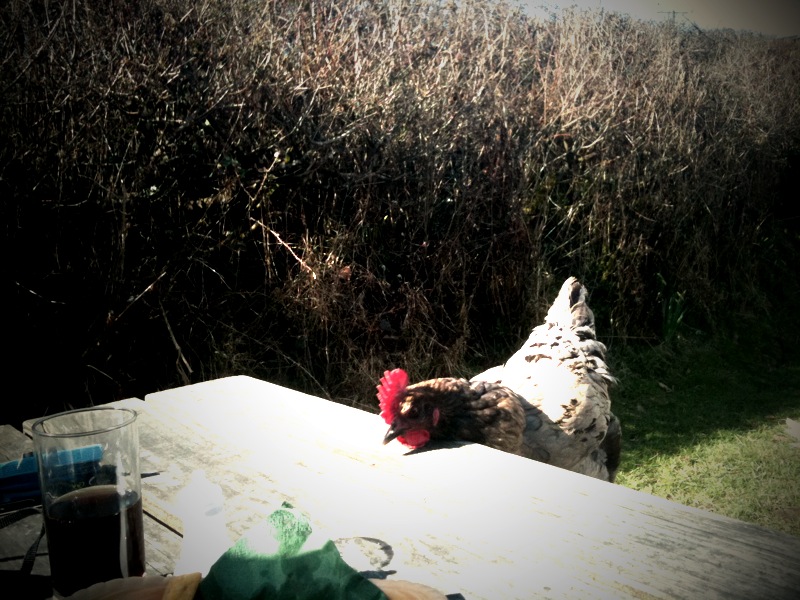 Rugglestone Inn, Widecombe-in-the-Moor March13th A Guest For Lunch